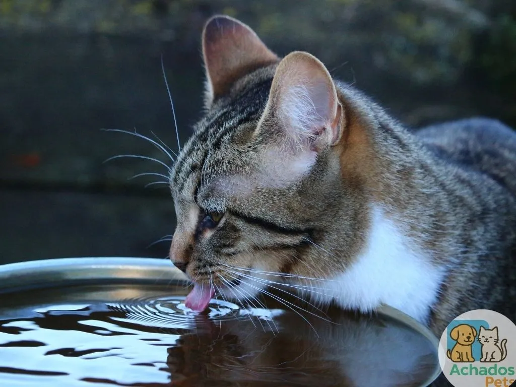 A importância da água na alimentação dos gatos