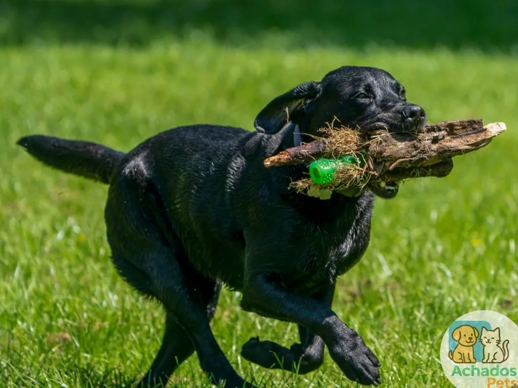 Dicas para Fazer Seu Cachorro Parar de Latir