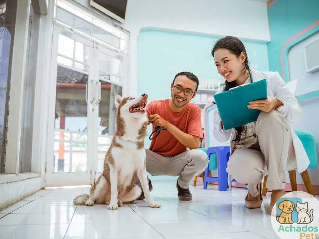 Como cuidar e prevenir doenças em cães